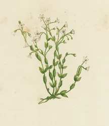 Abführender Lein, Linum Catharticum