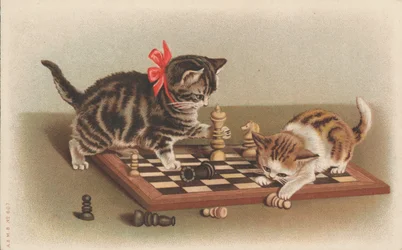 Katzen spielen Schach