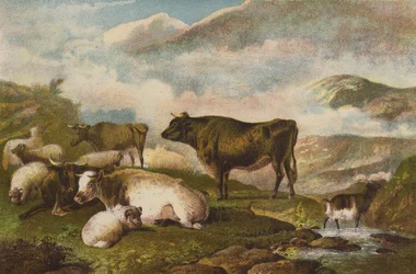 Vieh, Früher Morgen