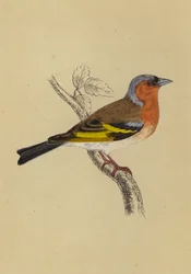 Buchfink