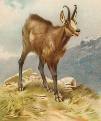 Gämse