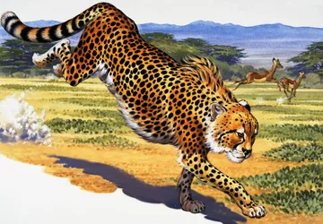 Gepard