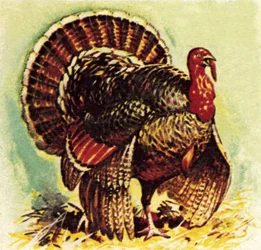 Weihnachtstruthahn