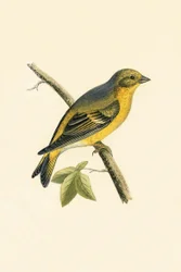 Zitronengirlitz, Illustration aus 