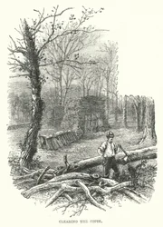 Das Unterholz räumen