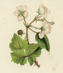 Brombeere, Rubus Fruticosus