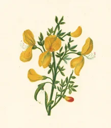 Besenginster, Cytisus Scoparius