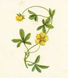 Kriechendes Fingerkraut, Potentilla Reptans
