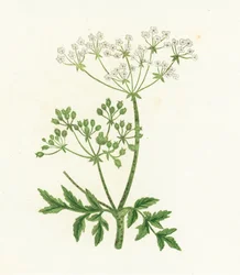 Gefleckter Schierling, Conium Maculatum