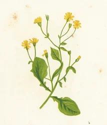 Gewöhnliches Greiskraut, Lapsana Communis