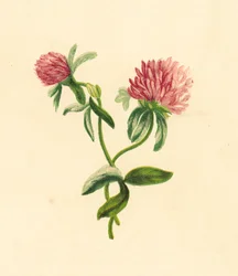 Gewöhnlicher Rotklee, Trifolium Pratense