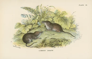 Waldspitzmaus
