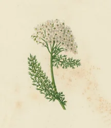 Gemeine Schafgarbe, Achillea Millefolium