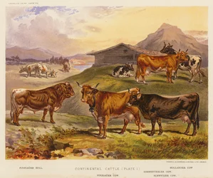 Kontinentales Vieh