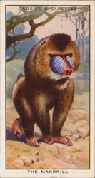 Balzfarben, Tiere, Der Mandrill