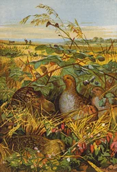 Schwarm von Rebhühnern