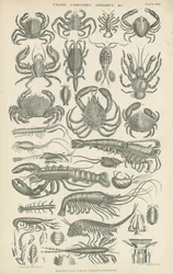 Krustentiere (Gravur)