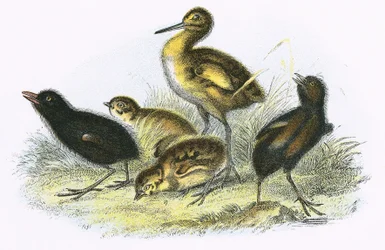 Brachvogel, Landralle, Rebhuhn und Teichhuhn (im Uhrzeigersinn)