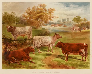 Dairy Shorthorn Rinder