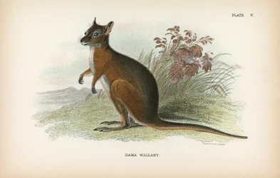 Dama-Wallaby