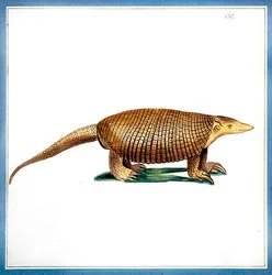 Dasypus-Gürteltier, ca. 1810
