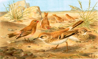 Wüstenfink und Wüstenlerche