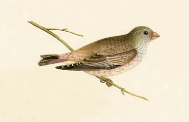 Wüstentrompeter-Gimpel, Illustration aus 