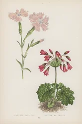 Französische Nelke; Alpenveilchen (Farblithografie)