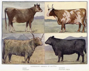 Verschiedene Rinderrassen