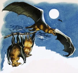 Verschiedene Fledermausarten