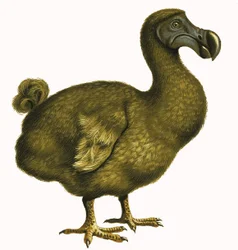 Dodo