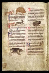 Hund jagt ein Stachelschwein, Fuchs jagt ein Kaninchen, Katze jagt eine Maus etc., englisches Bestiarium, frühes 13. Jahrhundert
