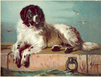 Hund sitzt am Rand des Meeres