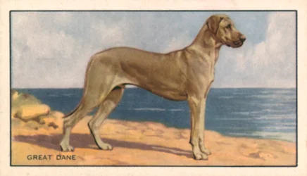 Hunde: Deutsche Dogge