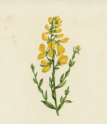 Färber-Ginster, Genista Tinctoria