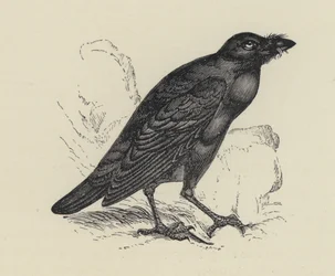 Edgar Allen Poe, Der Rabe (Gravur)