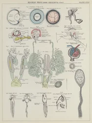 Essbarer Frosch, Rana Esculenta