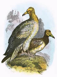 Schmutzgeier
