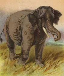 Elefant