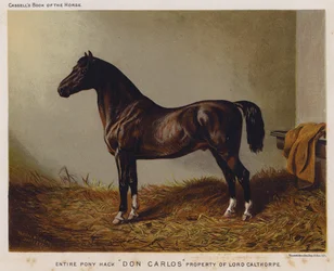 Pony Hack "Don Carlos," Eigentum von Lord Calthorpe