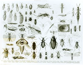 Entomologie: Insekten