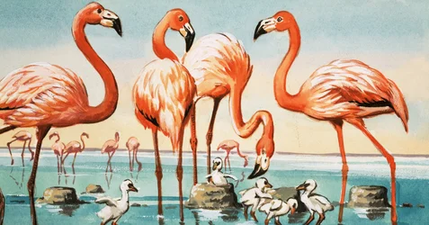 Flamingos