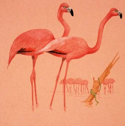 Flamingos