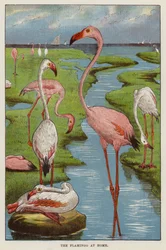 Flamingos
