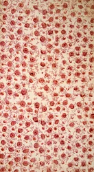 Blumiges Vorsatzpapier handkolorierte Gravur