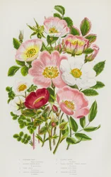 Blühende Pflanzen Großbritanniens: Zimt-Rose, Burnetblättrige Rose, Irische Rose, Stachelige Ungeöffnete Rose, Zottige Rose, Kleinblättrige Süßbriar, Gemeine Hundsrose, Kriechende Hundsrose