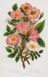 Blühende Pflanzen Großbritanniens: Dicksons Rose, Rotfrüchtige Zwergrose, Leicht duftende Heckenrose, Echte Süßbriar, Engstielige Hundsrose