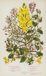 Blühende Pflanzen Großbritanniens: Efeublättriges Leinkraut, Rundblättriges Leinkraut, Spitzes Fluellin, Kriechendes Hellblaues Leinkraut, Gelbes Leinkraut, Blumen von Var, Kleinstes Leinkraut, Aufrechtes Purpurleinkraut