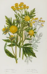Blühende Pflanzen Großbritanniens: Nickende Klettenmarigold, Dreizähnige Klettenmarigold, Strand-Baumwollkraut, Gemeine Rainfarn