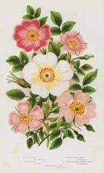 Blühende Pflanzen Großbritanniens: Wilsons Rose, Sabines Rose, Behaarte Rose, Kleinblütige Süßbriar, Glauke Hundsrose